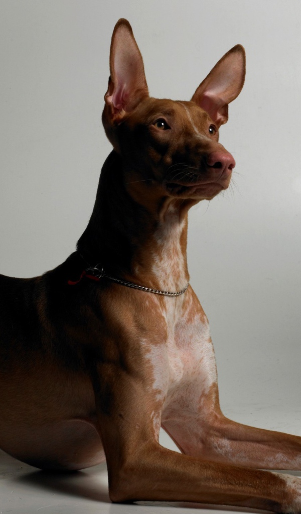 Благородная фараонова собака