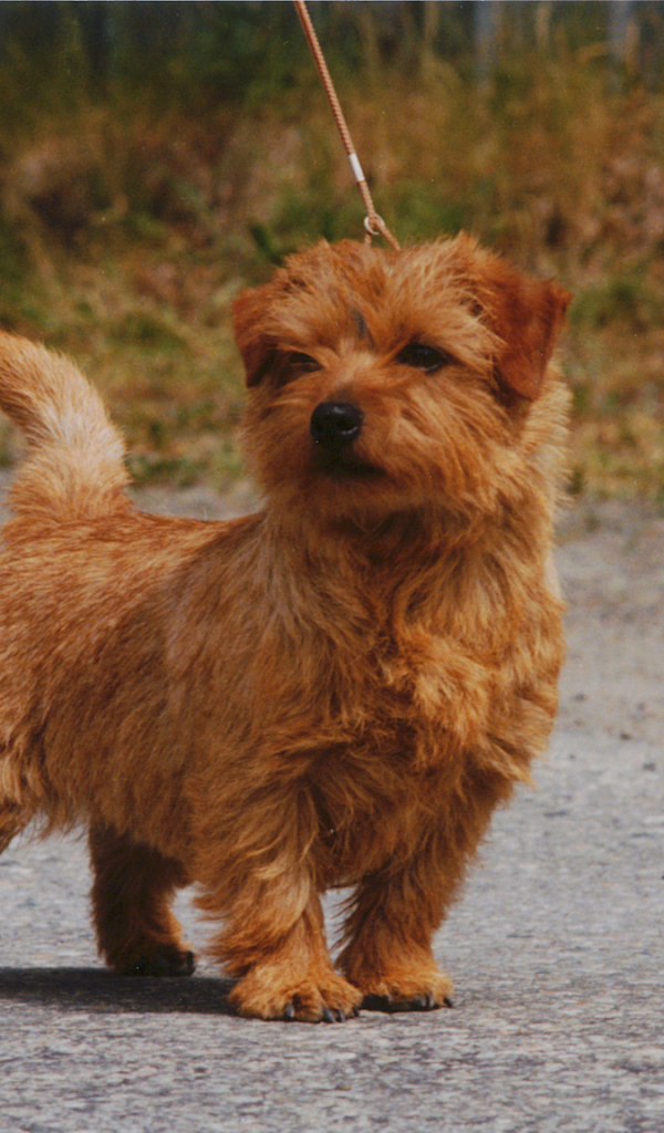 Норфолк терьер на прогулке