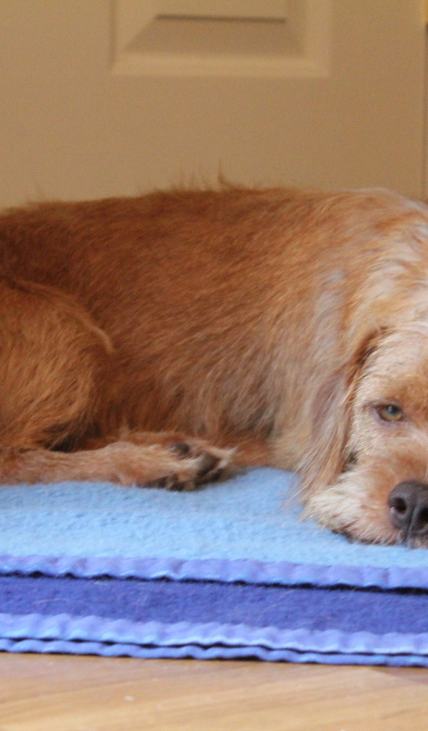 Норфолк терьер лежит на коврике