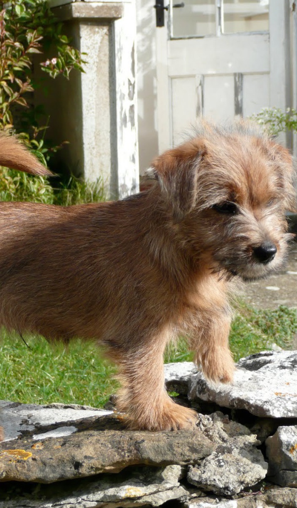 Норфолк терьер на камнях