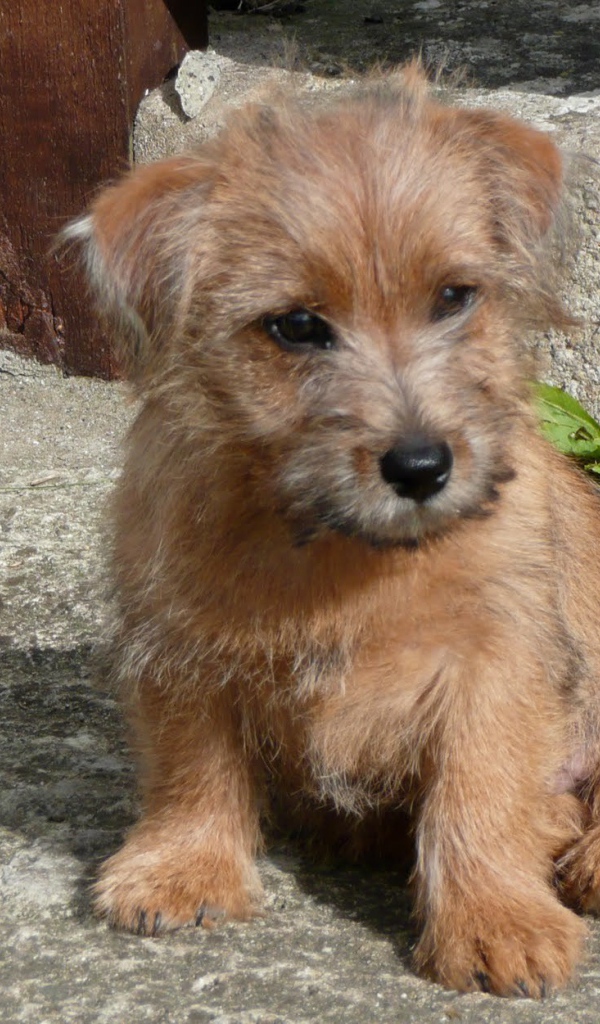 Щенок норфолк терьер