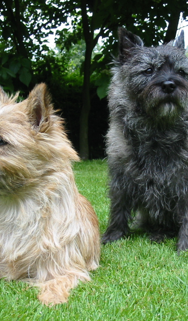 Представители породы норфолк терьер