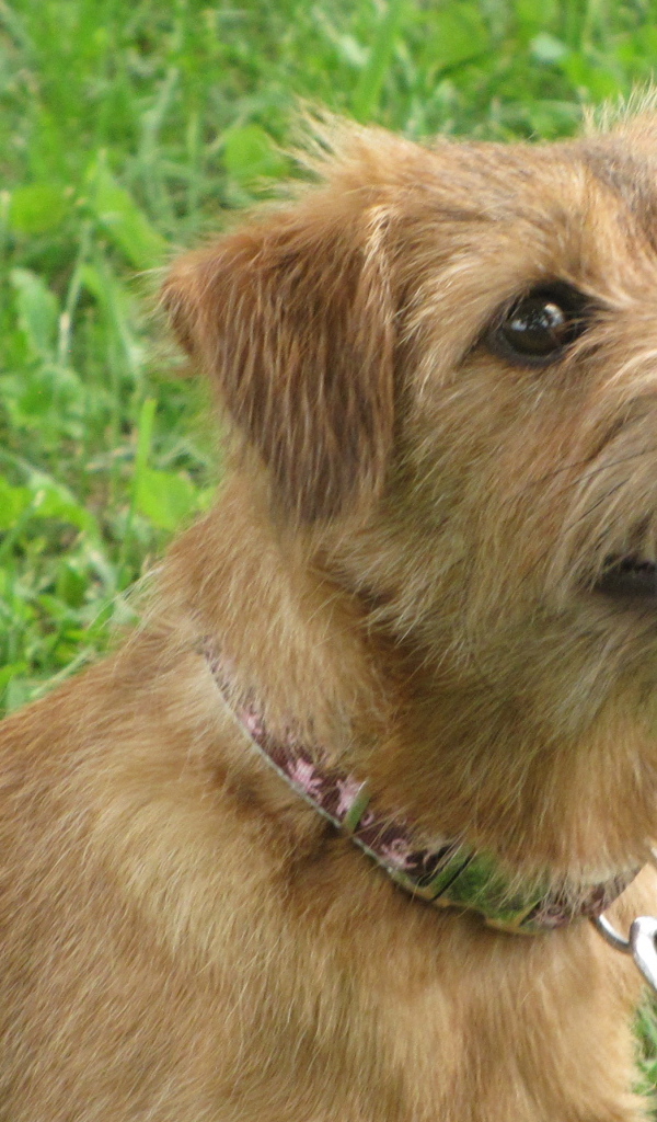 Любознательный норфолк терьер