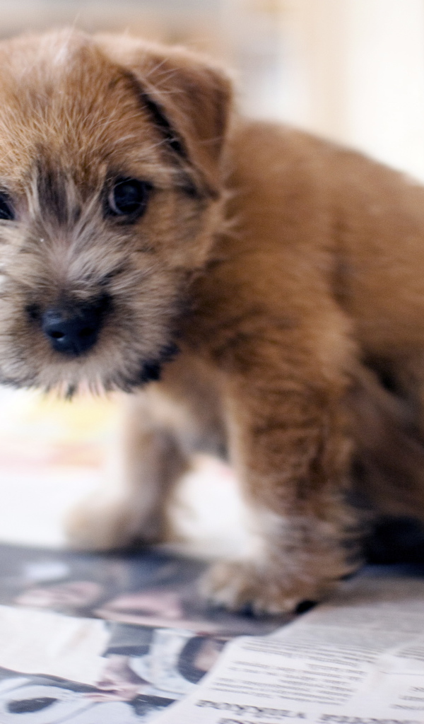 Красивый щенок норфолк терьер