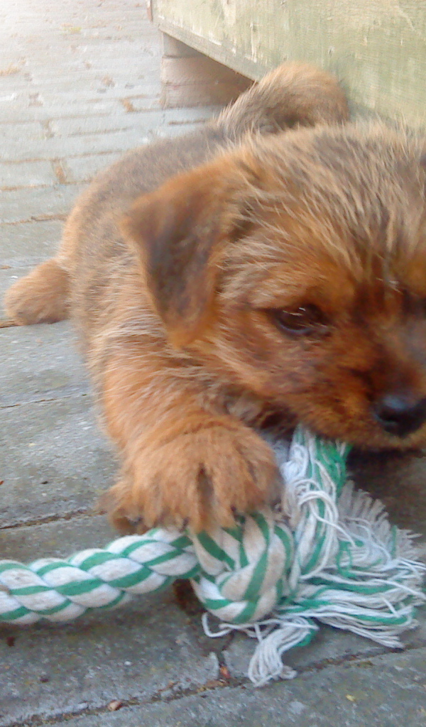 Щенок норфолк терьер грызет игрушку