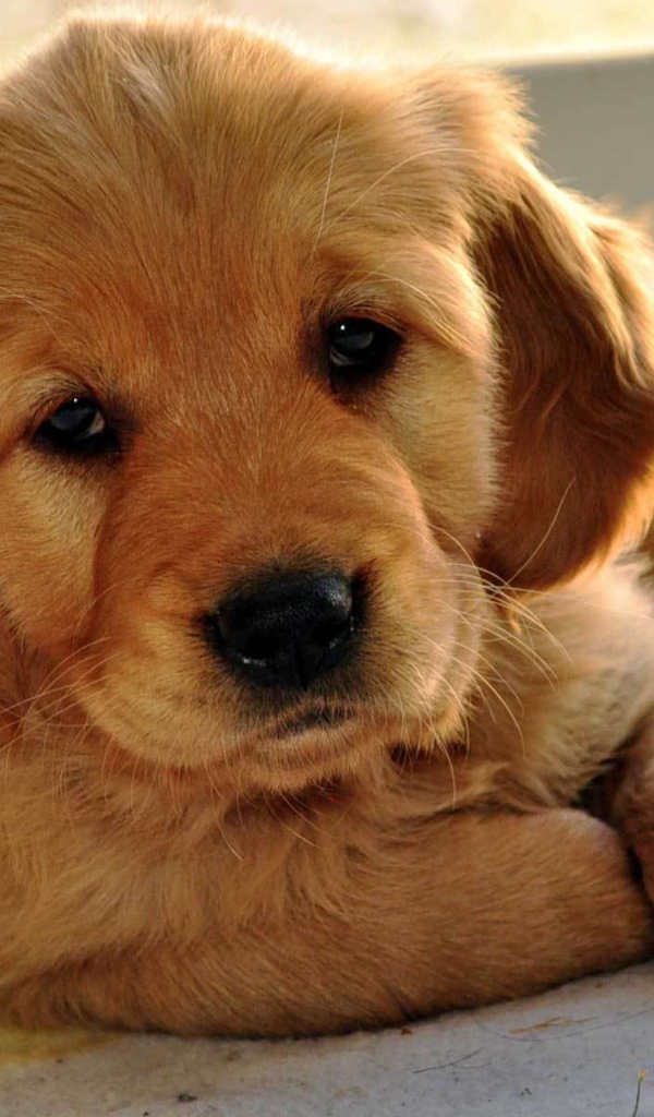 Грустный щенок норфолк терьер