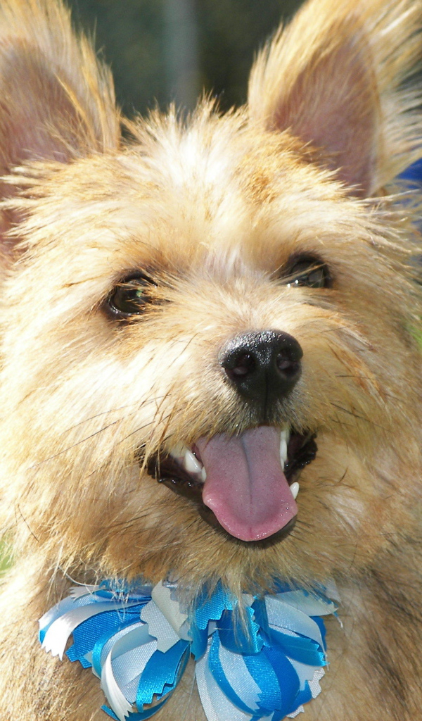 Норфолк терьер с голубым бантом
