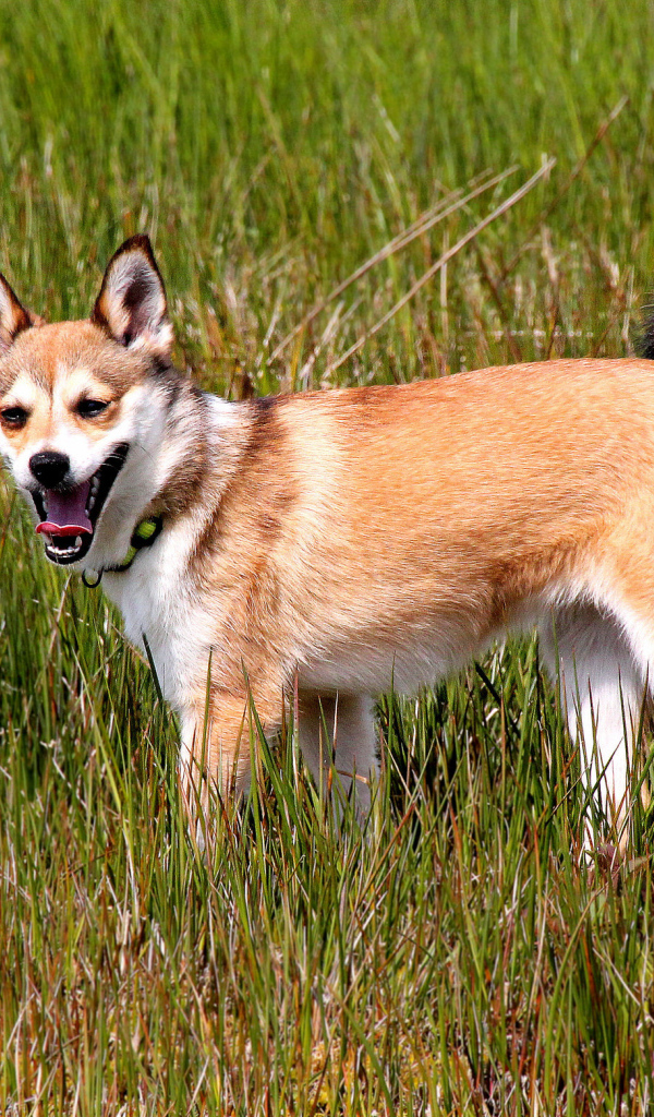 Норвежский лундехунд в траве