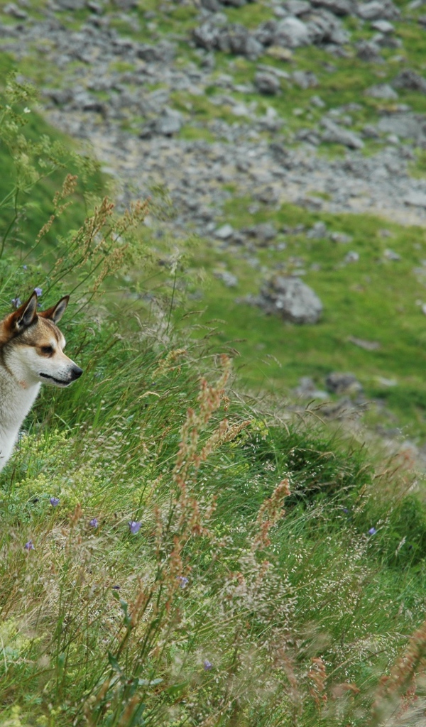 Норвежский лундехунд в горах