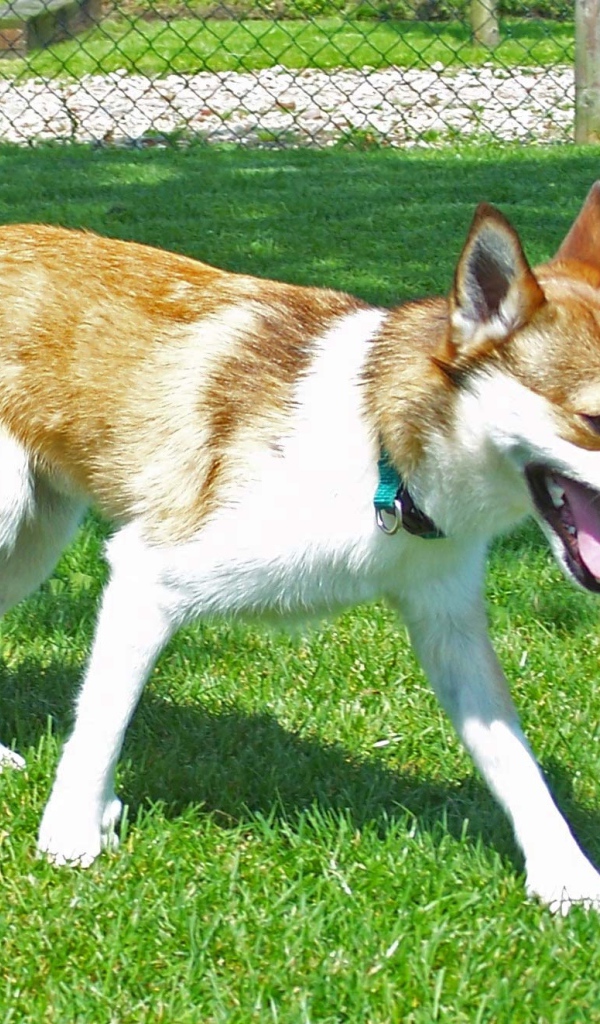 Норвежский лундехунд на газоне