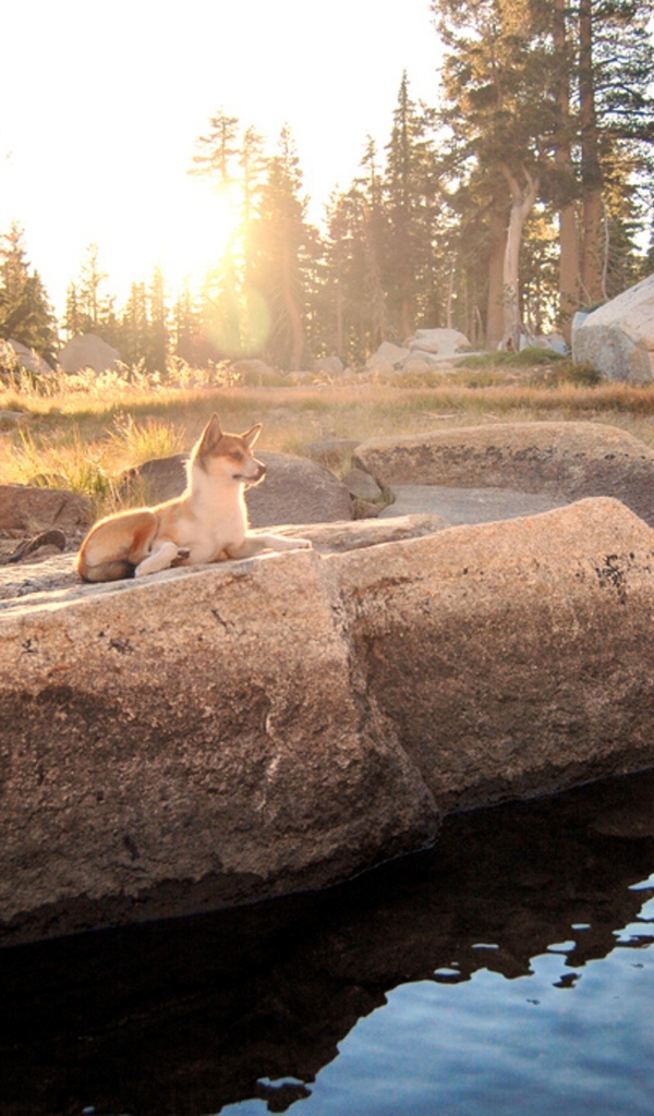 Норвежский лундехунд у воды