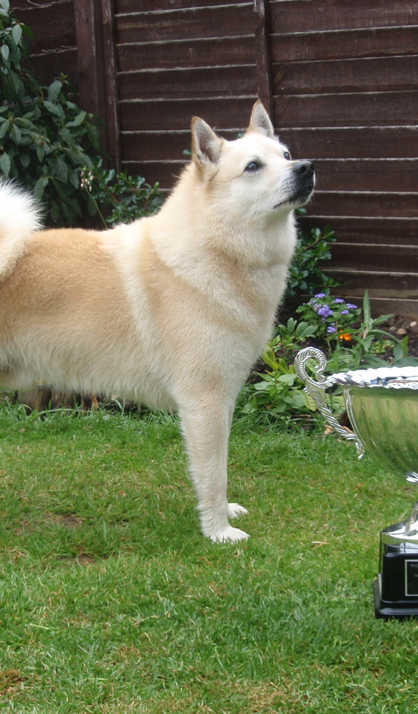 Норвежский лундехунд с наградой