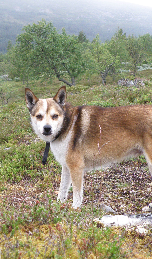 Строгий взгляд норвежского лундехунда