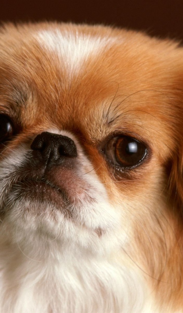 Обиженная морда пекинеса