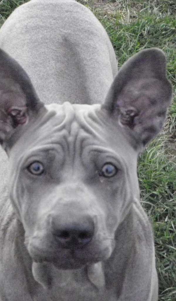 Ах этот взгляд тайского риджбека