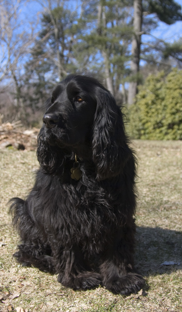 Старый спаниель в лесу