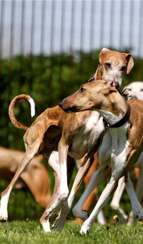 Стая собак азавак