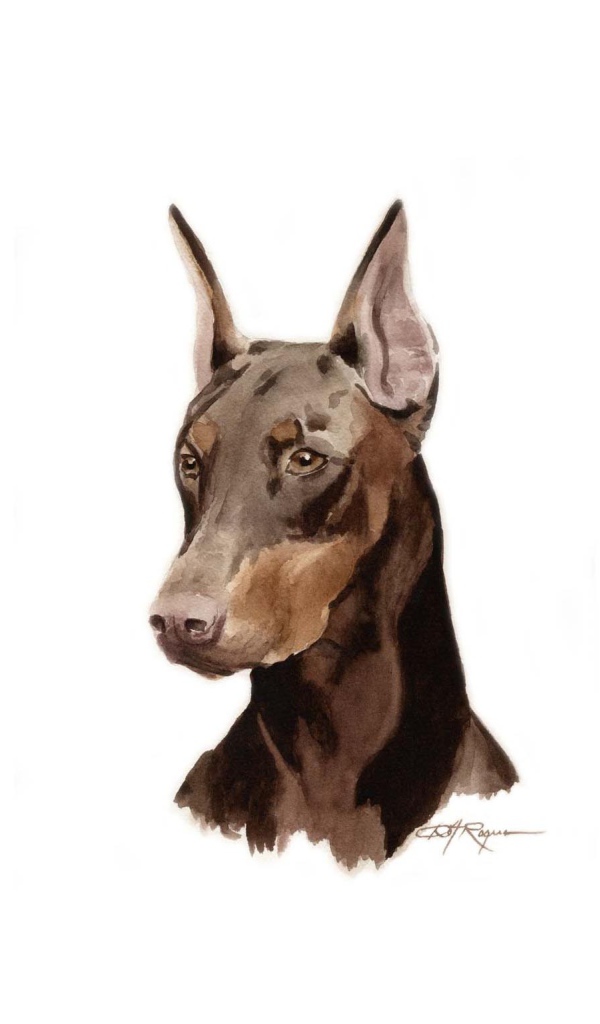 Нарисованный доберман пинчер