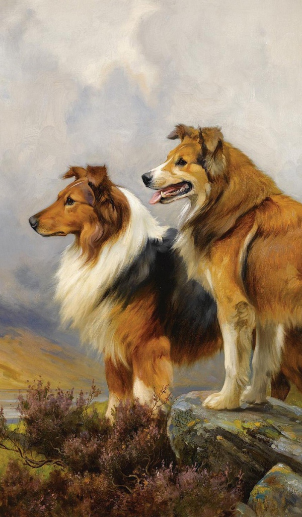 Картина с собаками колли