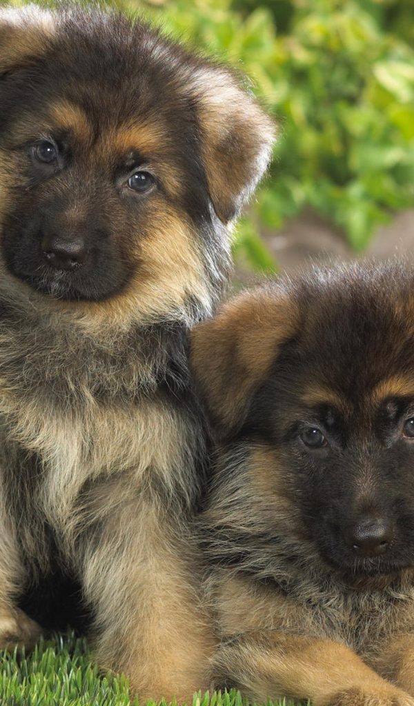 Пара щенков немецкой овчарки