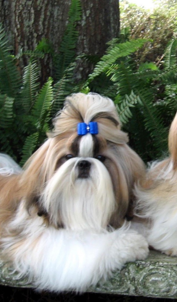 Пара ухоженных шитцу