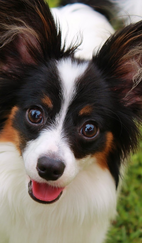 Папильон французская порода собак