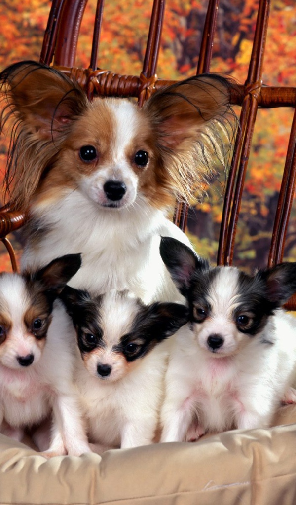 Мама папильон с щенками