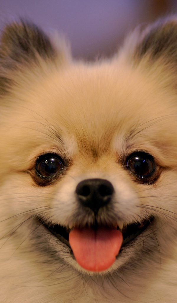 Собака папильон улыбается