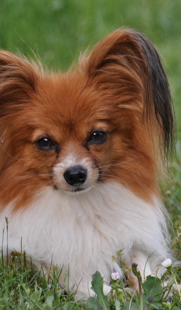 Папильон отдыхает в траве