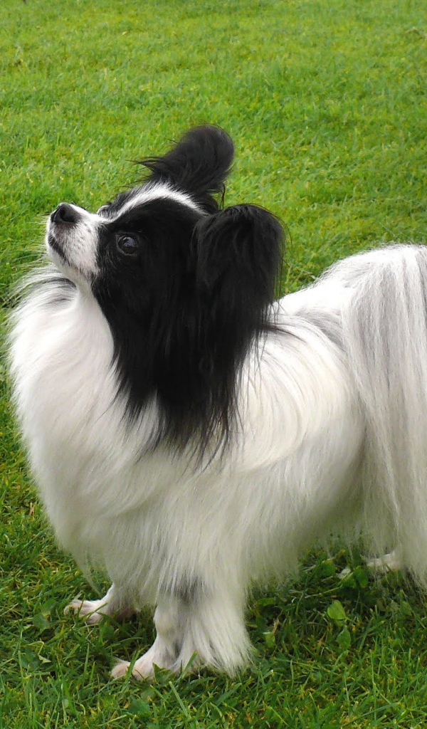 Папильон смотрит вверх