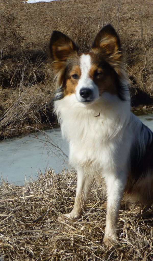 Папильон на берегу ручья