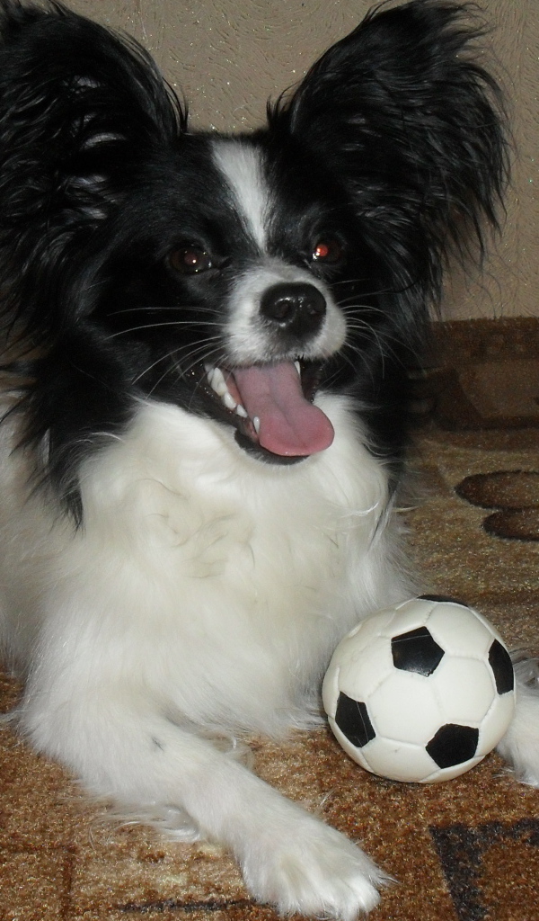 Папильон играет в футбол