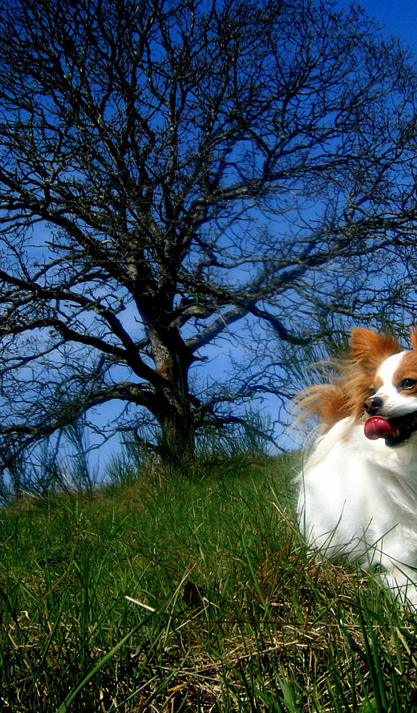 Папильон играет у дерева