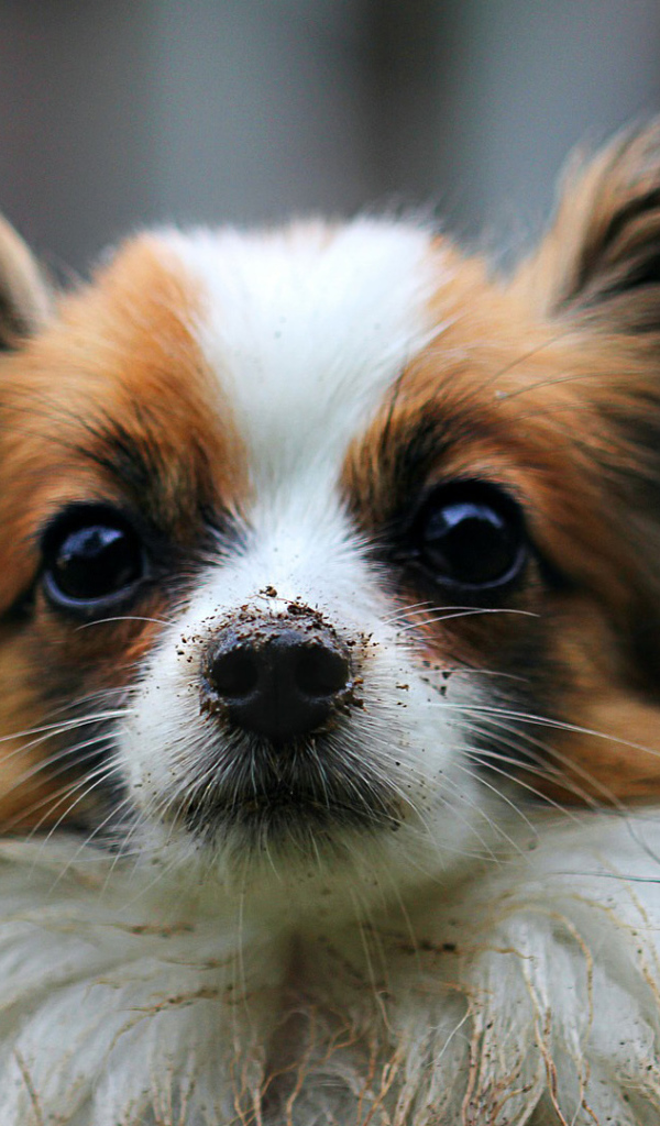 Papillon with a dirty nose