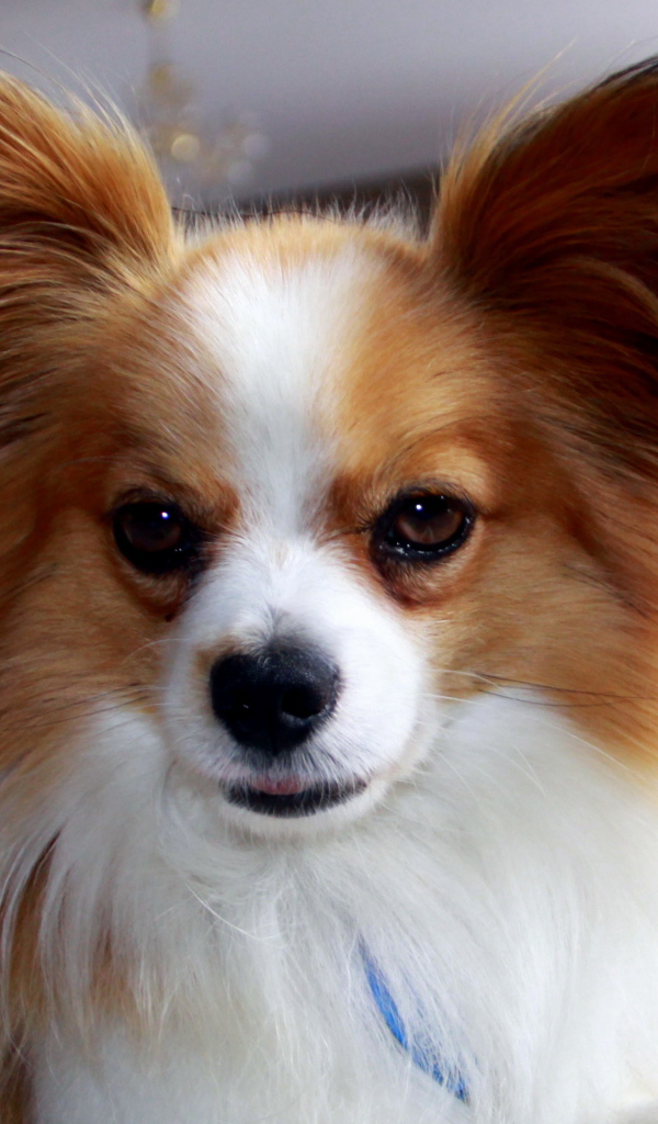 Папильон с мохнатыми ушами