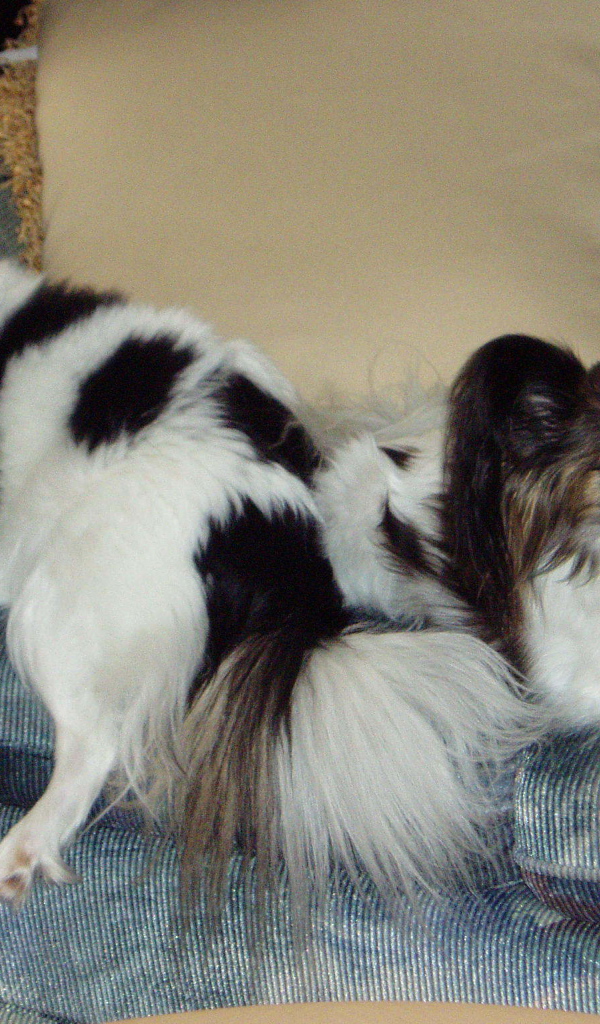 Пара папильонов на кресле