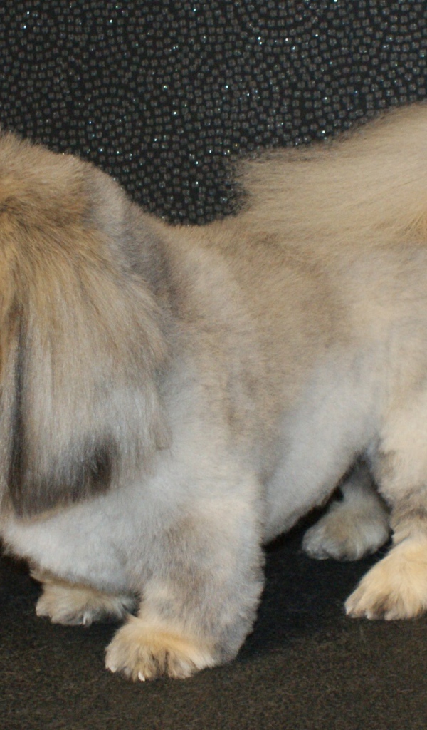 Собака пекинес на черном фоне