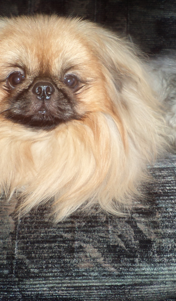 Пекинес и недовольный кот