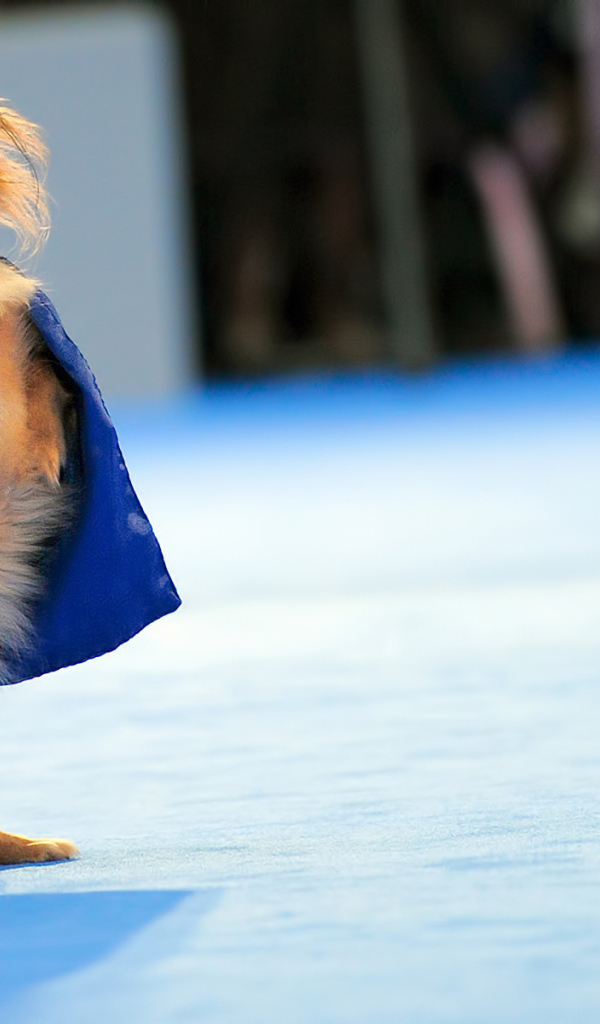 Пекинес в костюме супермена