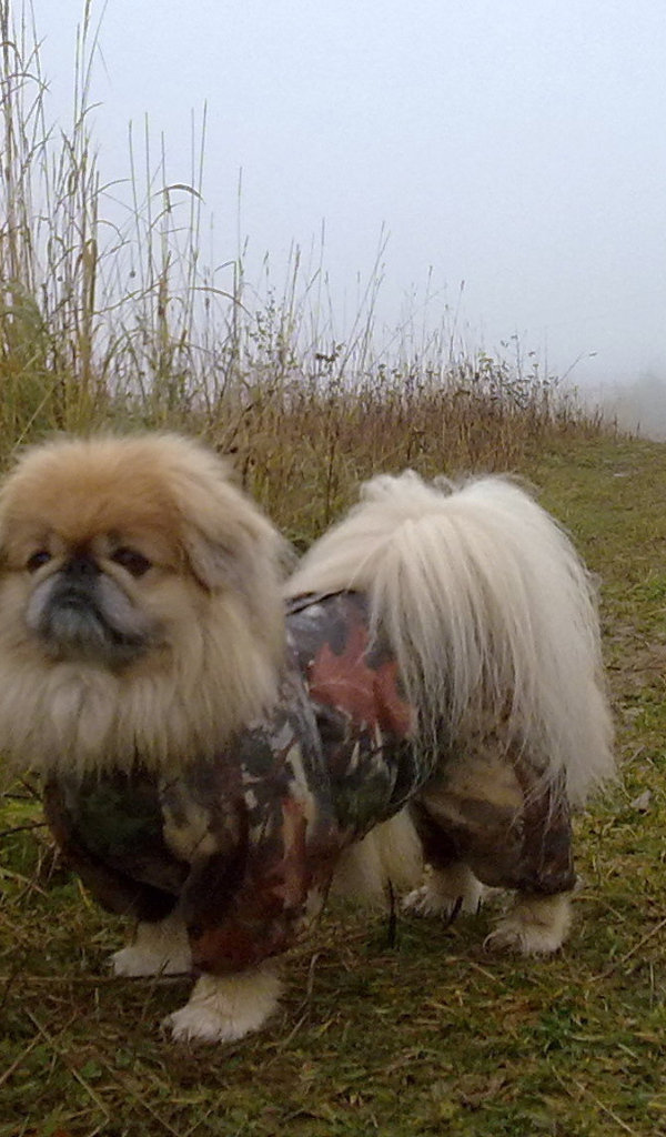 Пекинес в комбинезоне