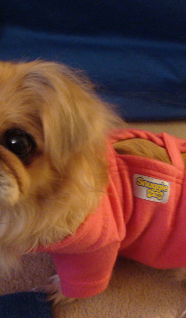 Пекинес в розовой кофте