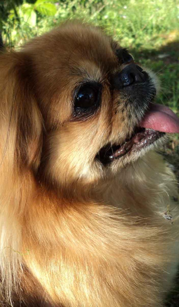 Пекинес в лесу