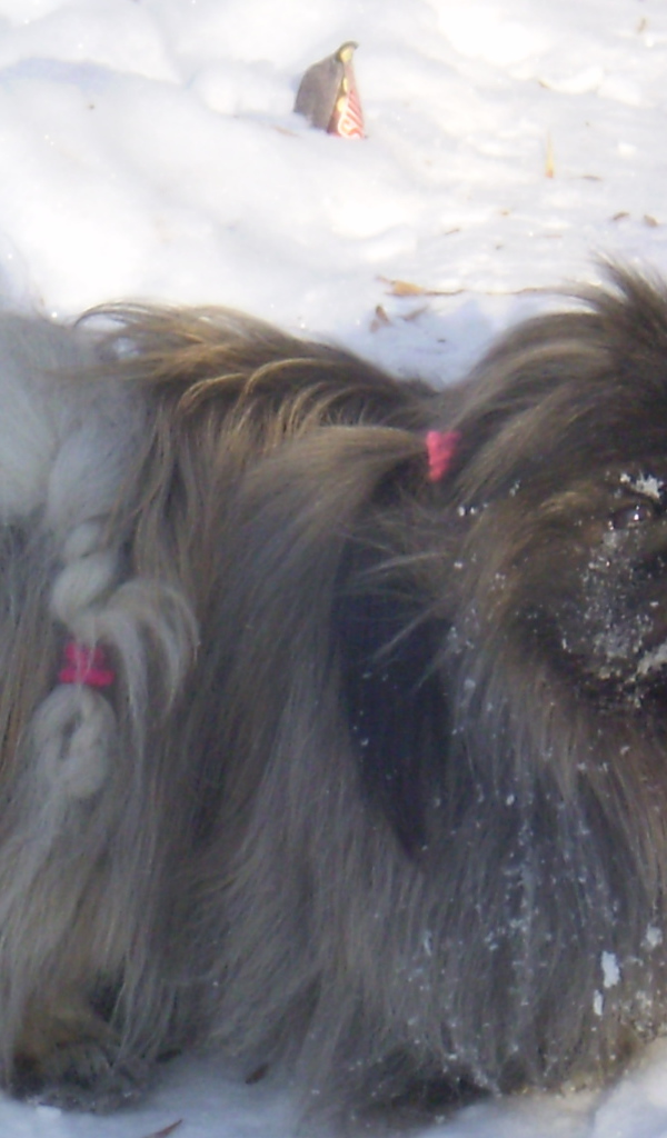 Пекинес в снегу