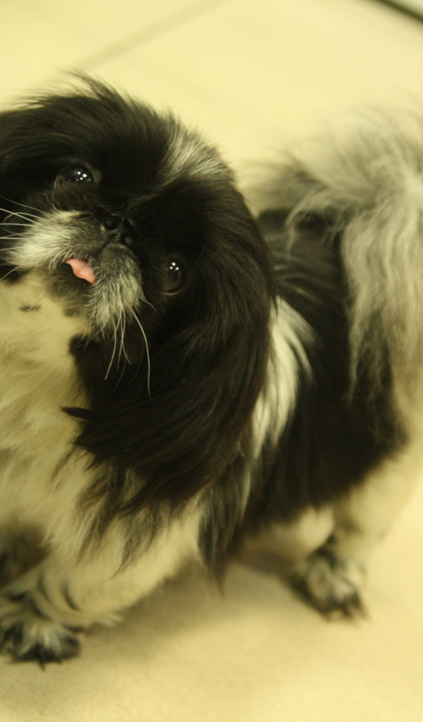 Пекинес стоит на полу