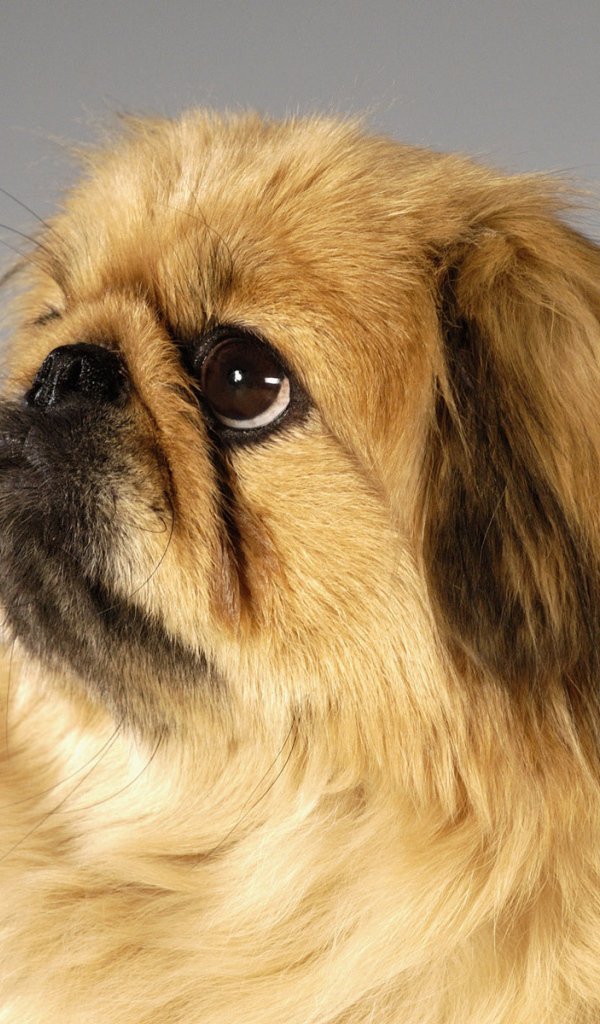 Пекинес смотрит вверх