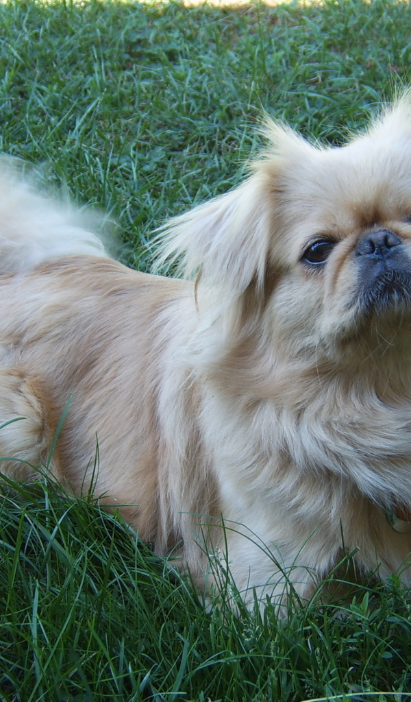 Пекинес лежит на траве