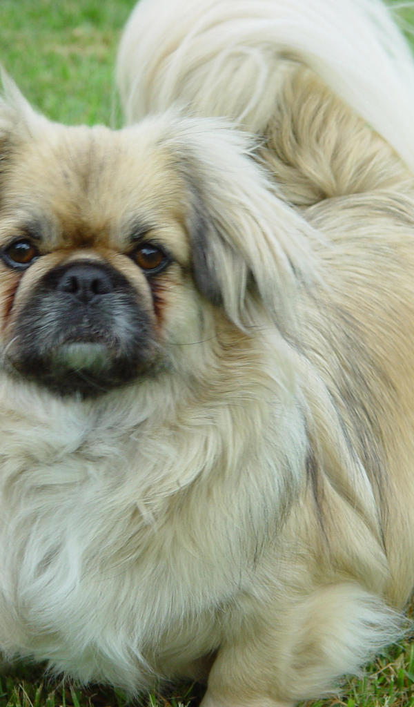 Пекинес на газоне