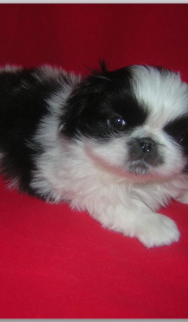 Щенок пекинеса на красном фоне