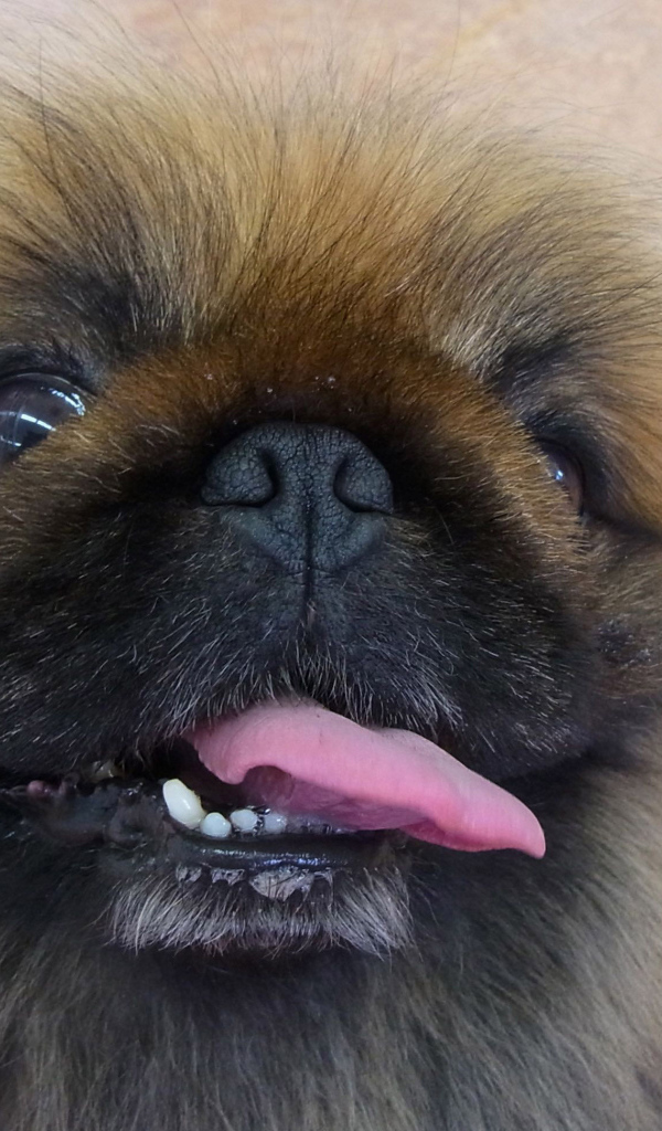 Пекинес показывает зубы