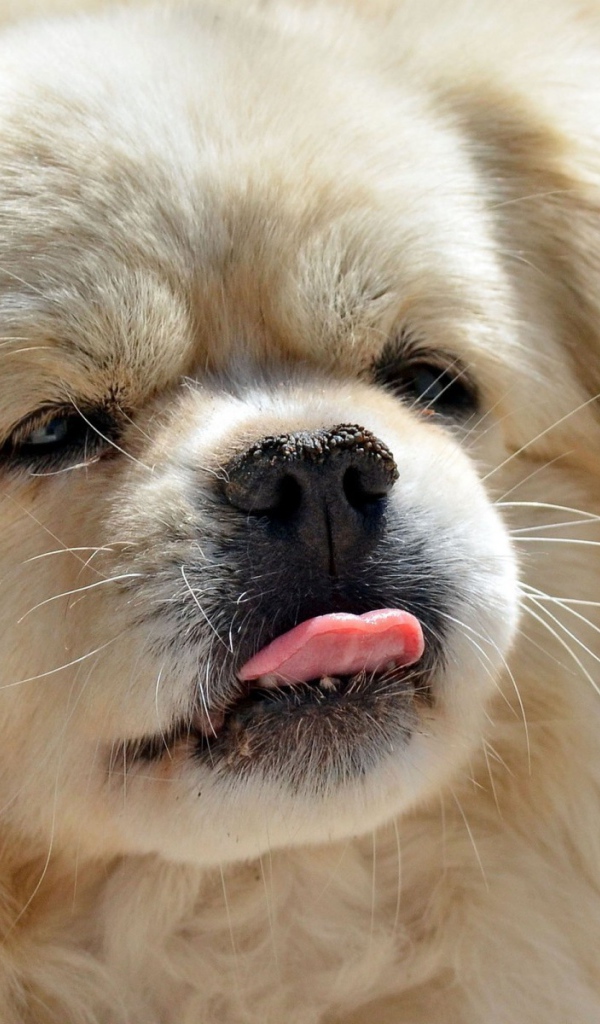 Пекинес показывает язык